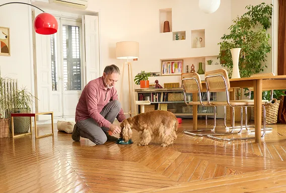 Perro salón